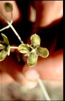 Frasera utahensis M.E.Jones